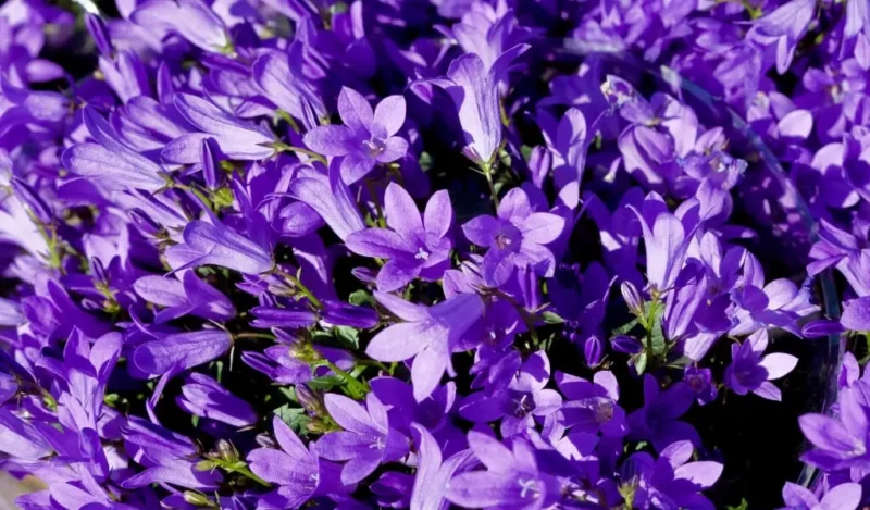 maviş çiçeği nedir