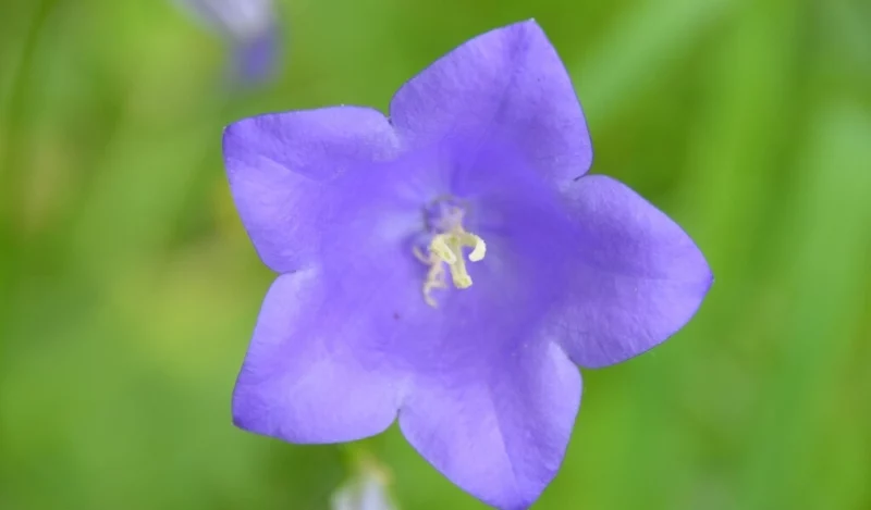 maviş çiçeği özellikleri