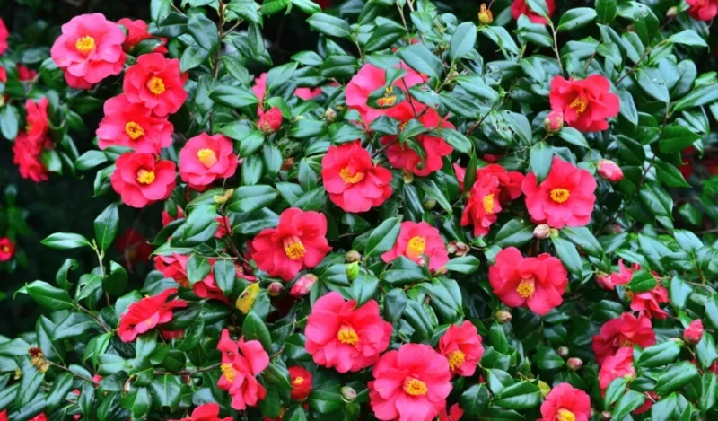 middlemistin kırmızı kamelyası