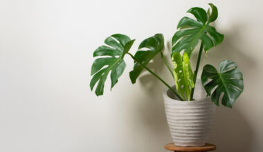 monstera çiçeği bakımı