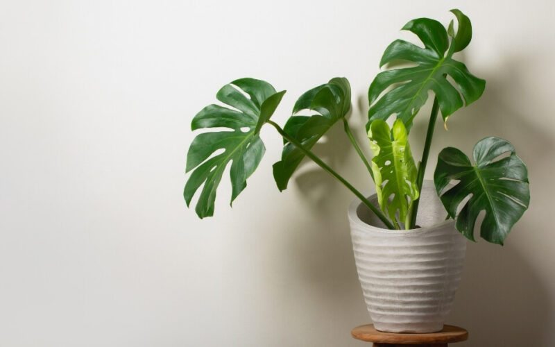 monstera çiçeği bakımı