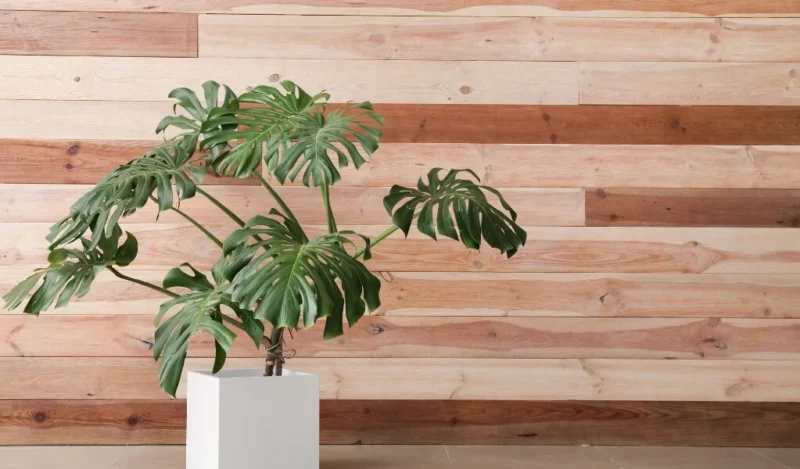 monstera çiçeği nasıl çoğaltılır