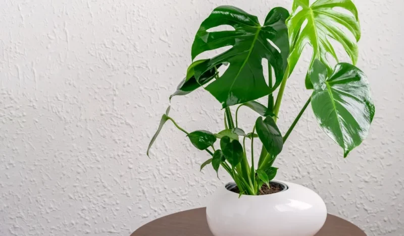 monstera çiçeği nedir