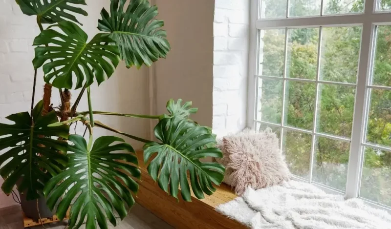 monstera çiçeği özellikleri