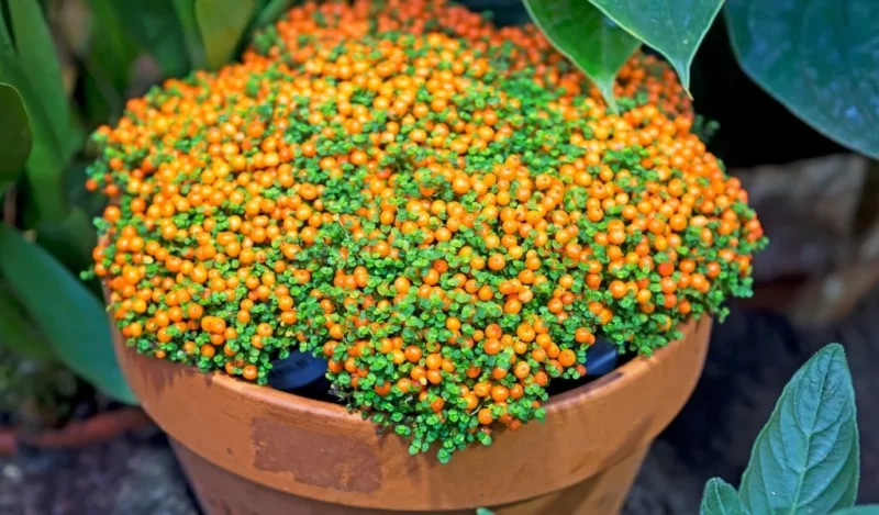 nertera çiçeği nasıl çoğaltılır