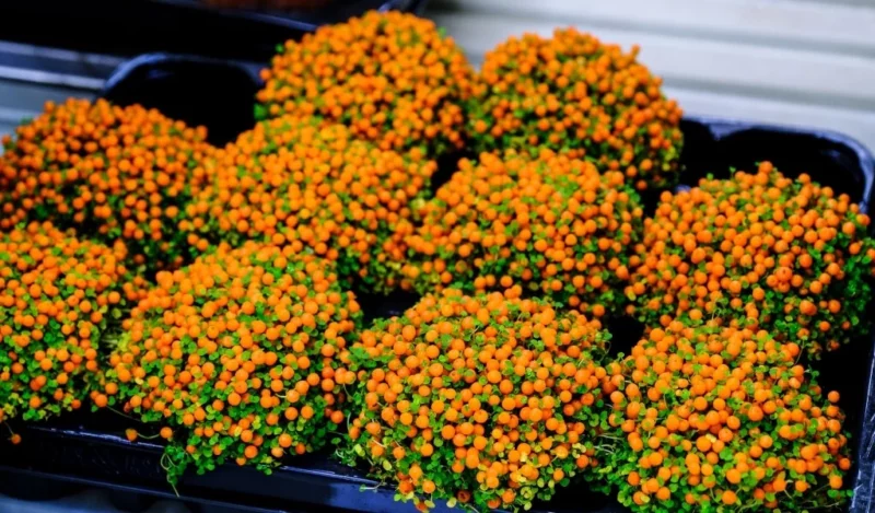 nertera çiçeği özellikleri