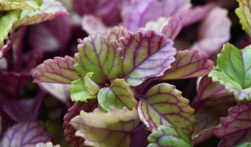 parlak mustafa çiçeği nasıl çoğaltılır