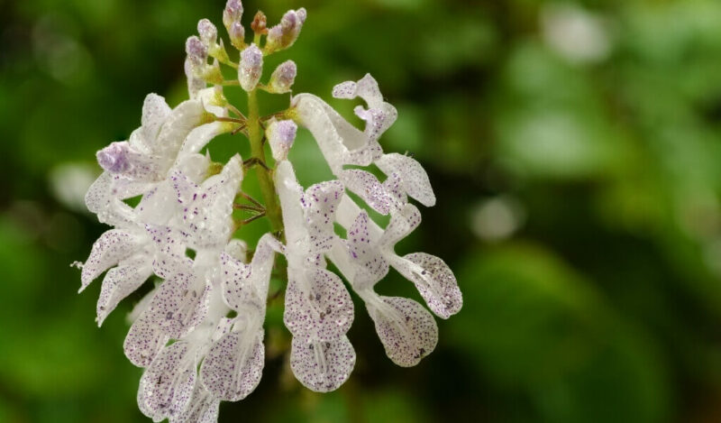 parlak mustafa çiçeği nedir