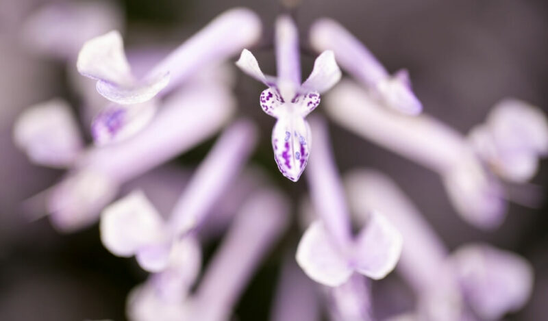 parlak mustafa çiçeği özellikleri