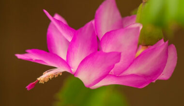 paskalya çiçeği bakımı