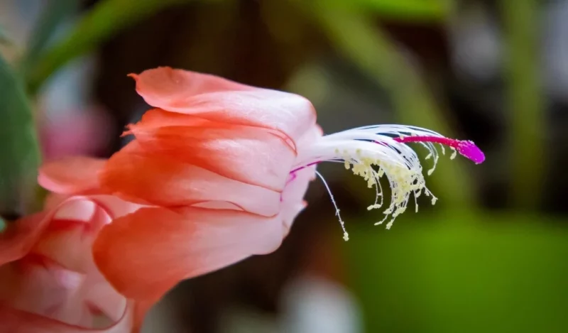 paskalya çiçeği nasıl çoğaltılır