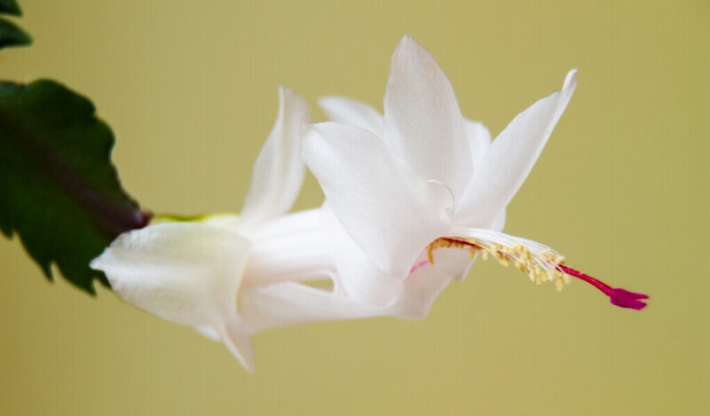 paskalya çiçeği nedir