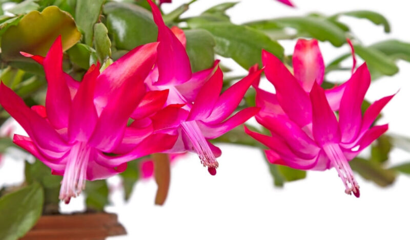 paskalya çiçeği özellikleri