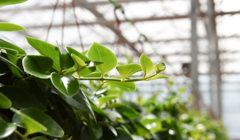 peperomia çiçeği nasıl çoğaltılır