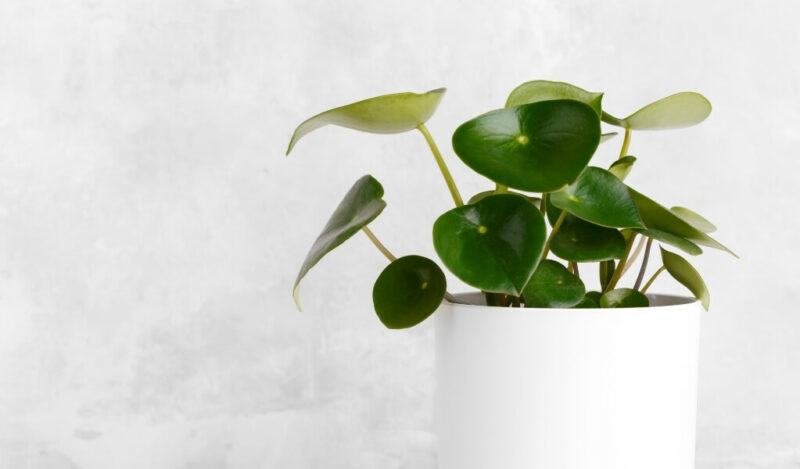 peperomia çiçeği özellikleri