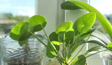pilea çiçeği bakımı