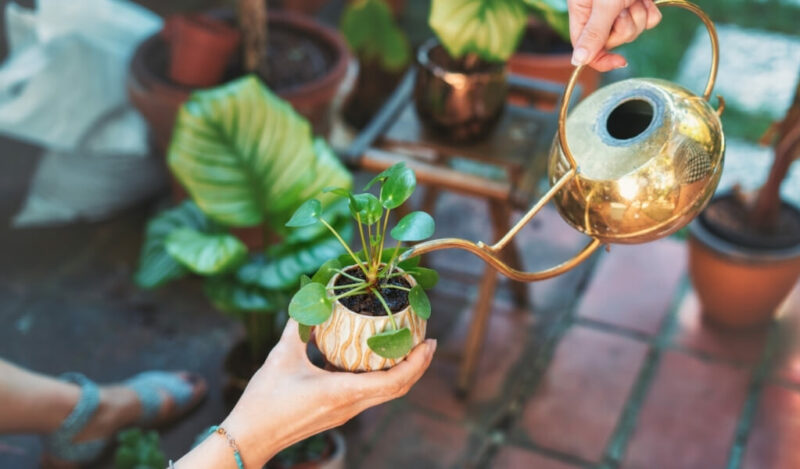 pilea çiçeği nasıl çoğaltılır