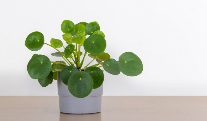 pilea çiçeği nedir