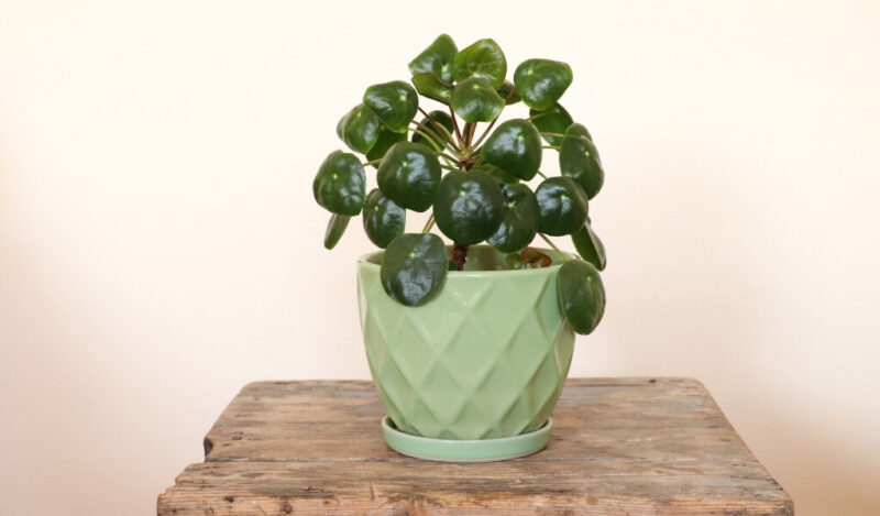 pilea çiçeği özellikleri