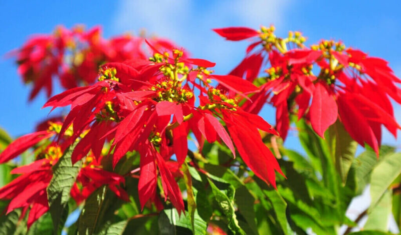 ponsetya çiçeği nasıl çoğaltılır