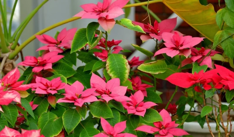 ponsetya çiçeği nedir