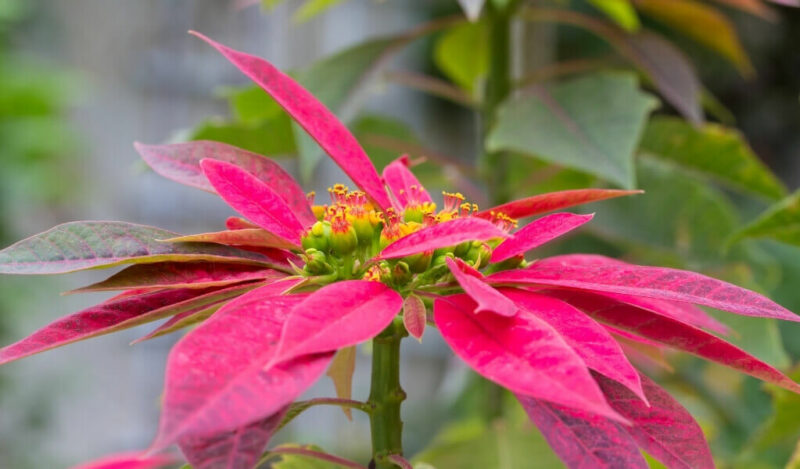 ponsetya çiçeği özellikleri