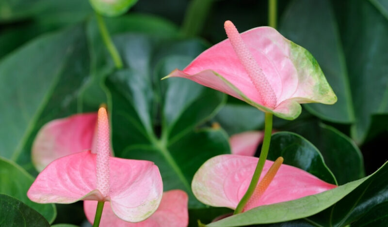 red oasis çiçeği nasıl çoğaltılır