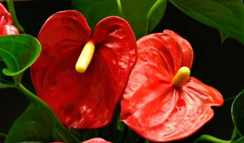 red oasis çiçeği nedir