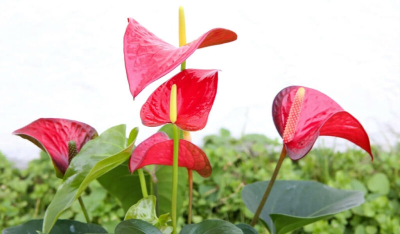 red oasis çiçeği özellikleri