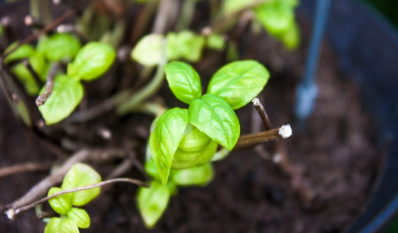 reyhan çiçeği nasıl çoğaltılır