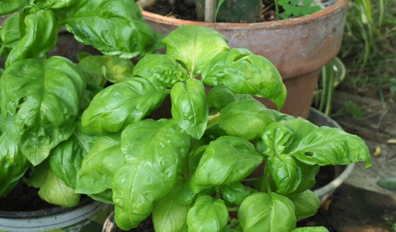 reyhan çiçeği özellikleri