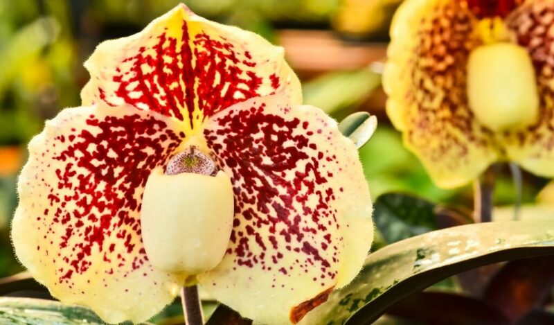 rothschilds slipper orchid paphiopedilum rotschildianum