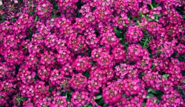 rozet çiçeği bakımı