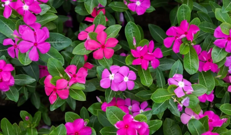 rozet çiçeği nedir