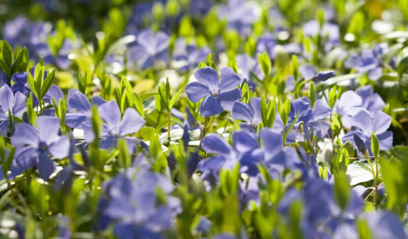 rozet çiçeği özellikleri