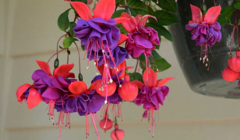 saksıda küpe çiçeği nasıl çoğaltılır