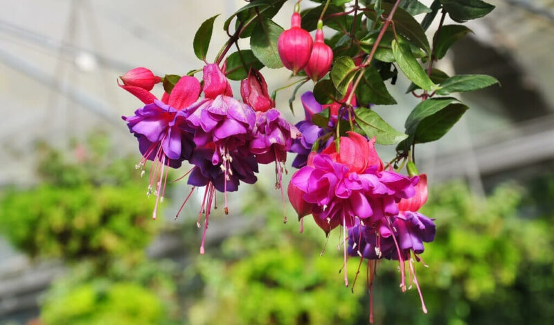 saksıda küpe çiçeği nedir