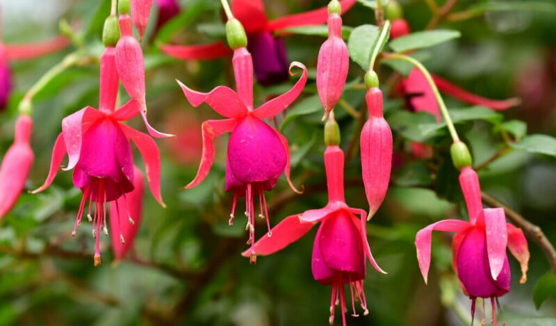 saksıda küpe çiçeği özellikleri