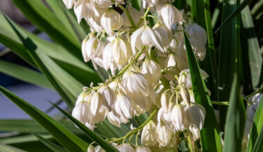 salon yuka çiçeği bakımı