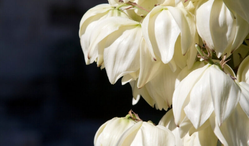 salon yuka çiçeği nasıl çoğaltılır