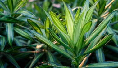 şans çiçeği bakımı