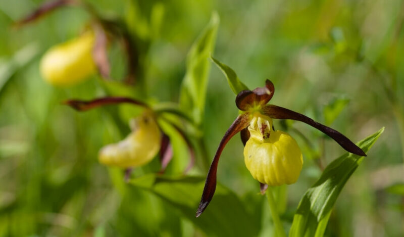 sarı venüs çarığı çiçeği cypripedium calceolus