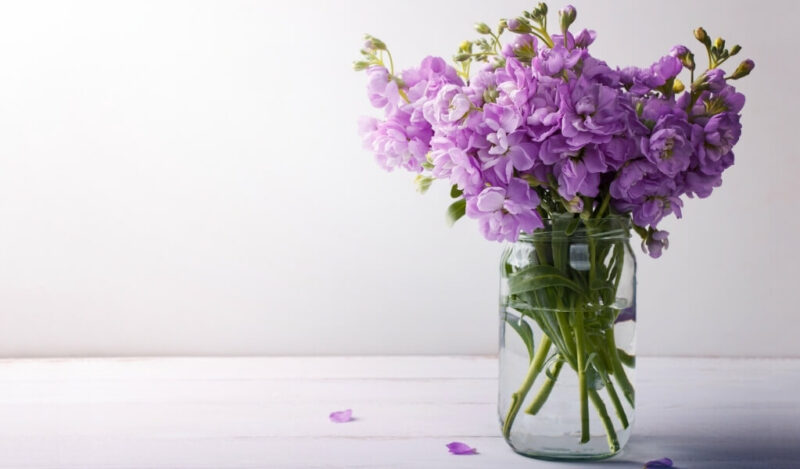 şebboy çiçeği nasıl çoğaltılır