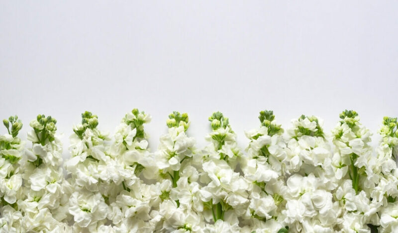 şebboy çiçeği nedir