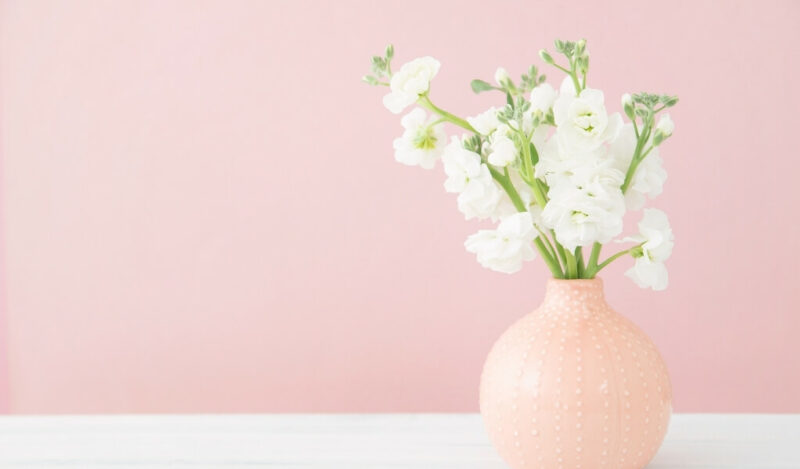 şebboy çiçeği özellikleri