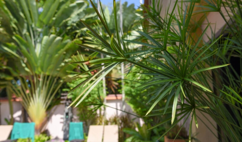 şemsiye çiçeği nasıl çoğaltılır