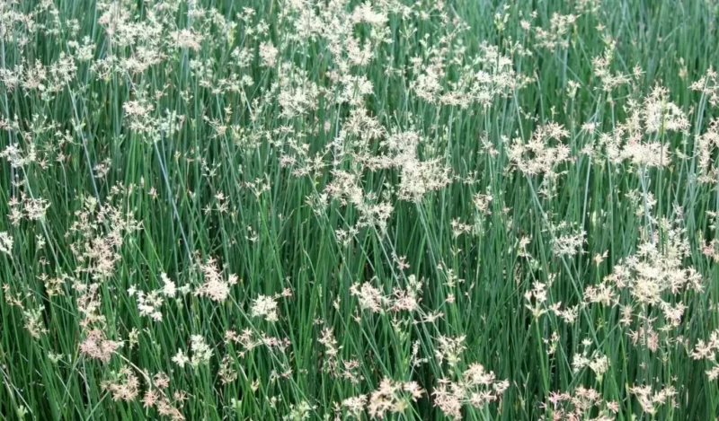 şemsiye çiçeği nedir