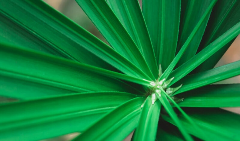 şemsiye çiçeği özellikleri