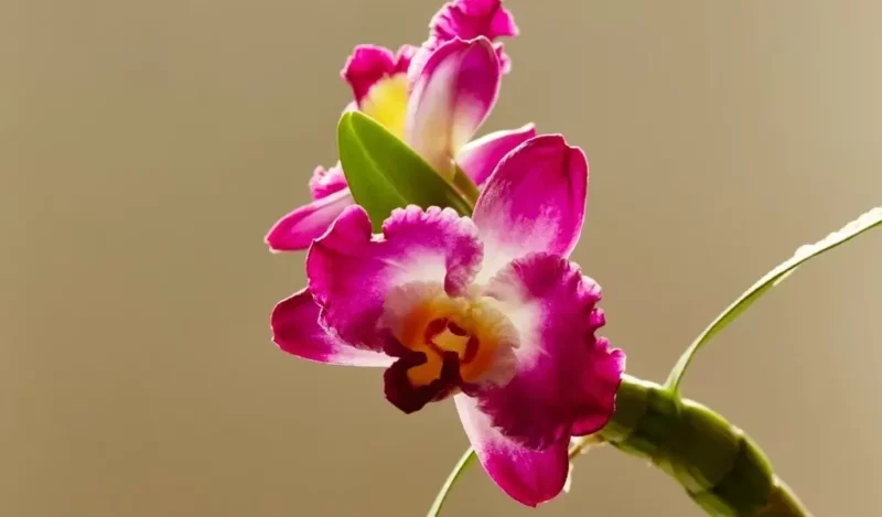 shenzhen nongke orkidesi