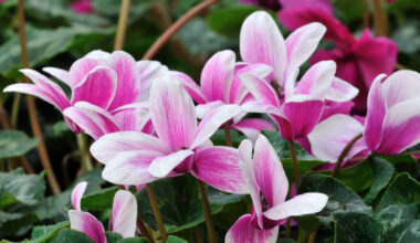 tavşan kulağı çiçeği bakımı